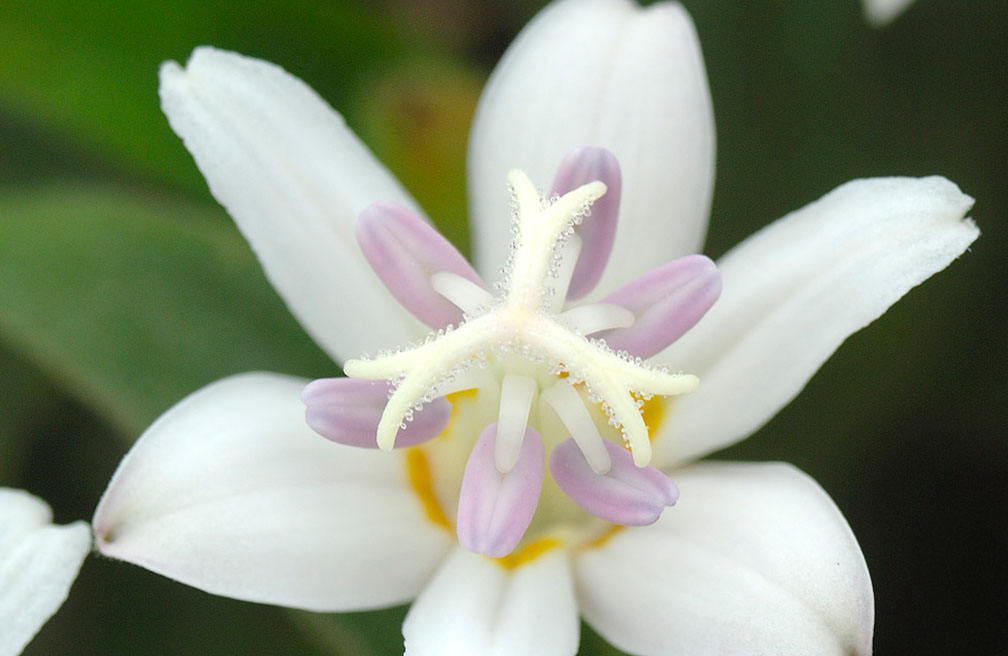 Herfstbloeiende vaste planten - Witte paddenlelie Tricyrtis hirta Alba