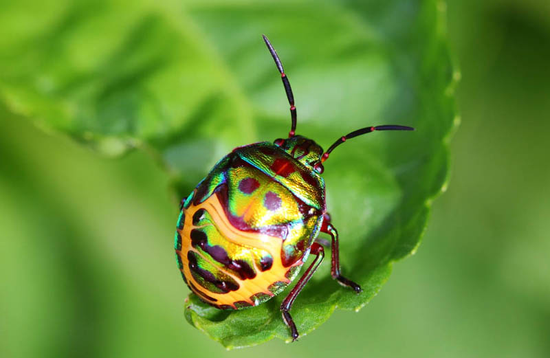bijzondere_insecten_scutelleridae_indian_jewel_bug