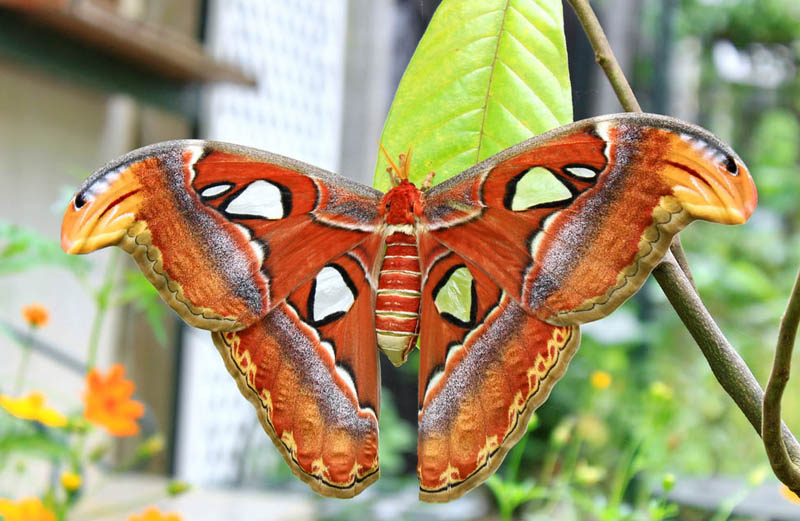 meest_bijzondere_vlinders_atlasvlinder