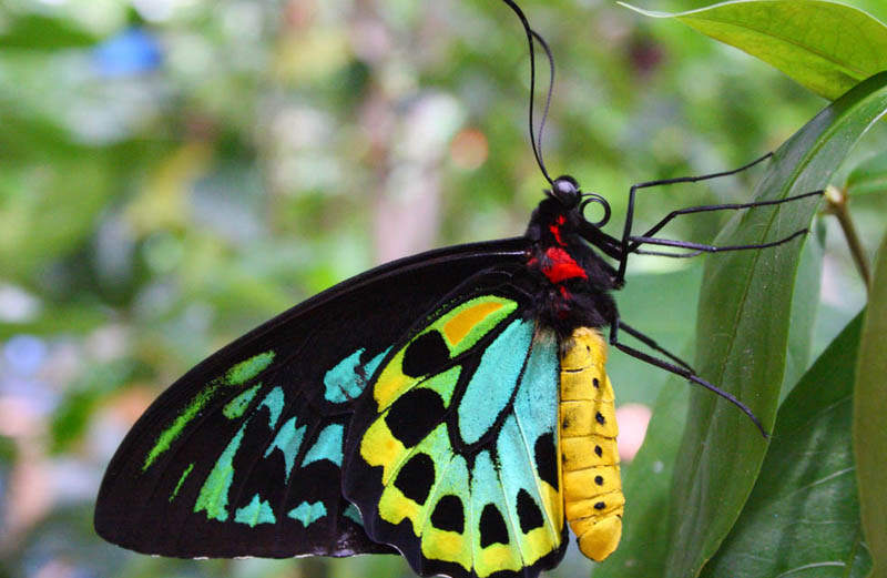 meest_bijzondere_vlinders_ornithoptera_richmondia