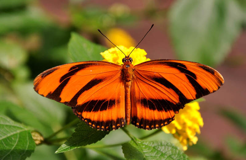 meest_bijzondere_vlinders_tijgervlinder